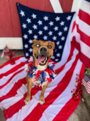 Dottie Sue your Personal Ray of Sunshine thumbnail 1