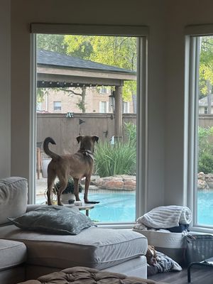 Precious Pippa the Playful Country Princess thumbnail 8