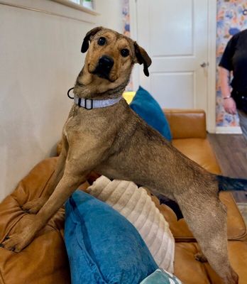 Precious Pippa the Playful Country Princess thumbnail 15