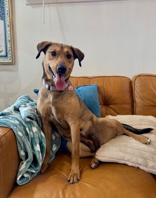 Precious Pippa the Playful Country Princess thumbnail 17