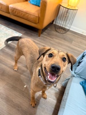 Precious Pippa the Playful Country Princess thumbnail 5