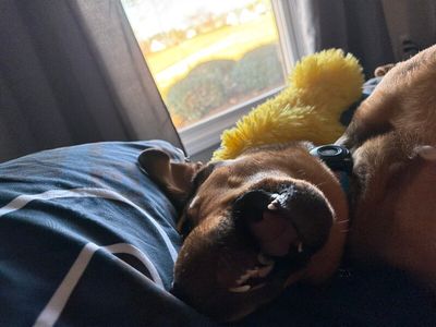 Precious Pippa the Playful Country Princess thumbnail 7