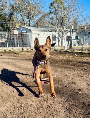 Precious Pippa the Playful Country Princess thumbnail 16