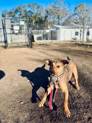 Precious Pippa the Playful Country Princess thumbnail 19