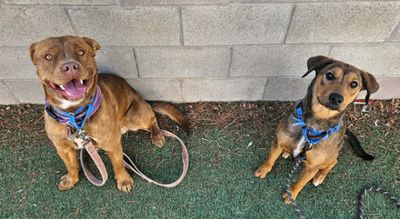 Precious Pippa the Playful Country Princess thumbnail 18