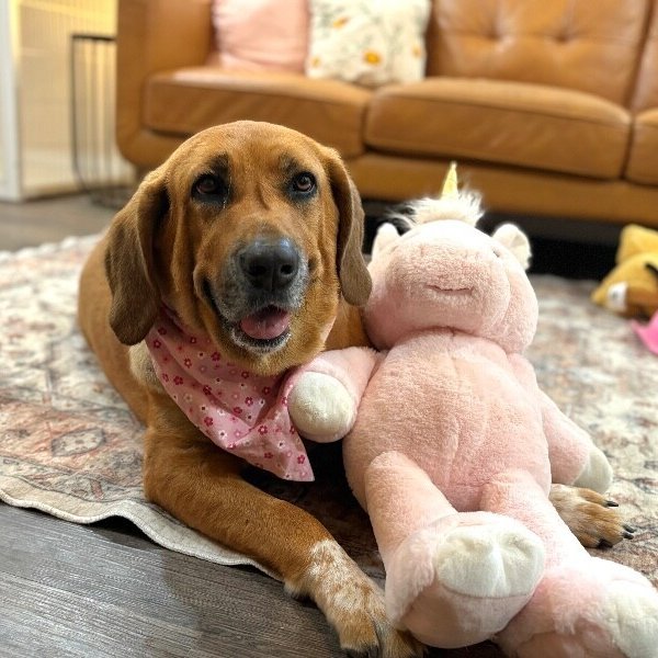 Pumpkin Lumpkin Squishy Princess, a Hound dog