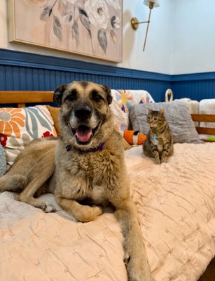 Sweet Potato the Melo Family Dog thumbnail 10