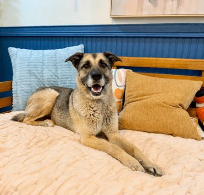 Sweet Potato the Melo Family Dog thumbnail 15