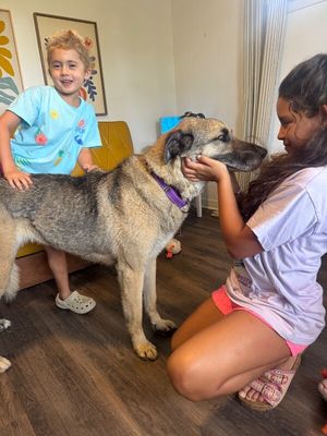 Sweet Potato the Melo Family Dog thumbnail 5