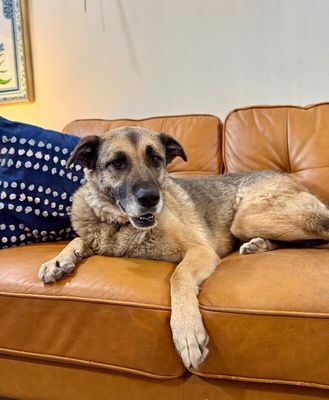 Sweet Potato the Melo Family Dog thumbnail 18