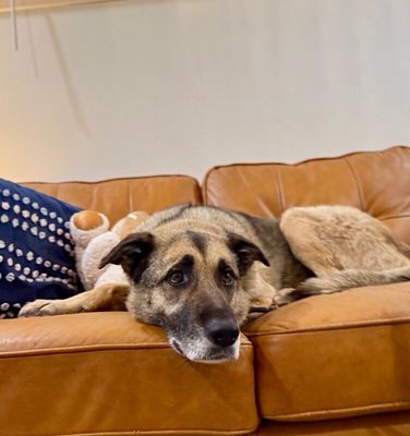 Sweet Potato the Melo Family Dog thumbnail 7