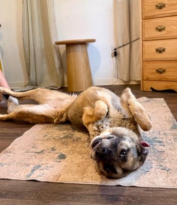 Sweet Potato the Melo Family Dog thumbnail 3