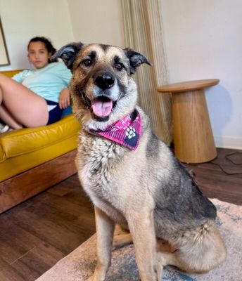 Sweet Potato the Melo Family Dog thumbnail 1