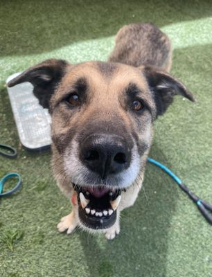 Sweet Potato the Melo Family Dog thumbnail 16