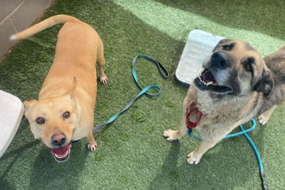 Sweet Potato the Melo Family Dog thumbnail 17