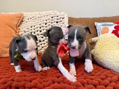 Lulu Bubaloo thumbnail 13