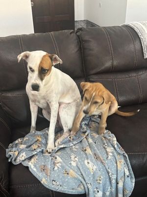 Winston Newton Perfectly Puppy thumbnail 15