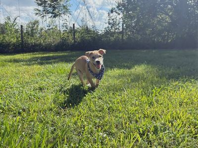 Winston Newton Perfectly Puppy thumbnail 4