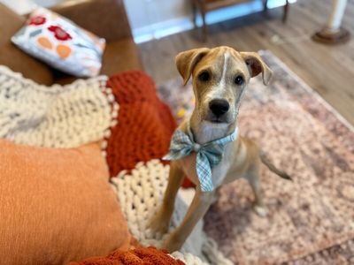Winston Newton Perfectly Puppy thumbnail 6