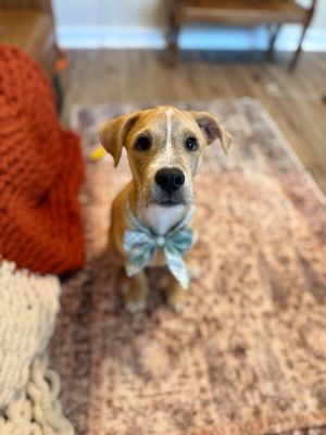 Winston Newton Perfectly Puppy thumbnail 11