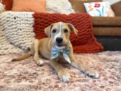 Winston Newton Perfectly Puppy thumbnail 13