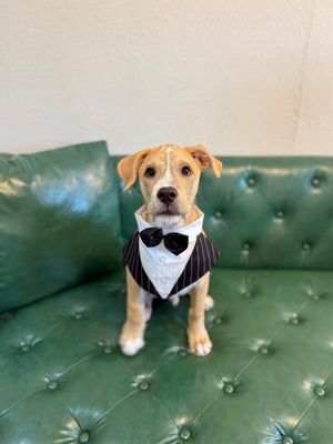 Winston Newton Perfectly Puppy thumbnail 1