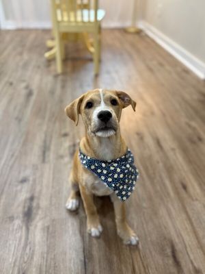 Winston Newton Perfectly Puppy thumbnail 12