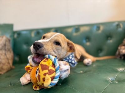 Winston Newton Perfectly Puppy thumbnail 10
