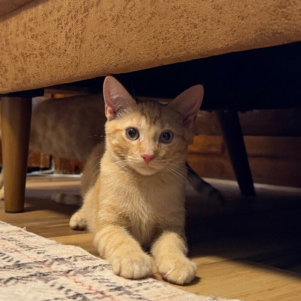 American Airlines, a Domestic Short Hair cat available for adoption