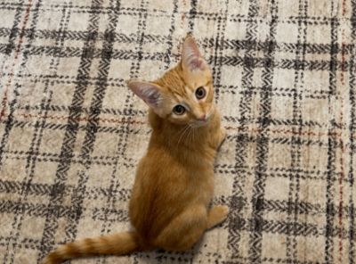 Delta Airlines thumbnail 1