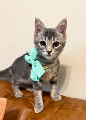 Kip Cozy Heart thumbnail 12