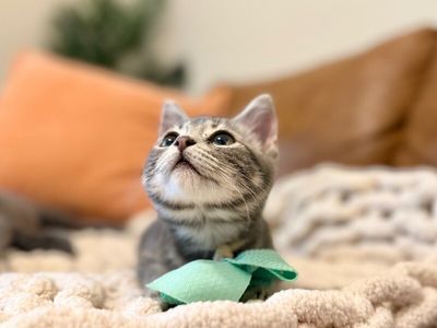 Kip Cozy Heart thumbnail 5