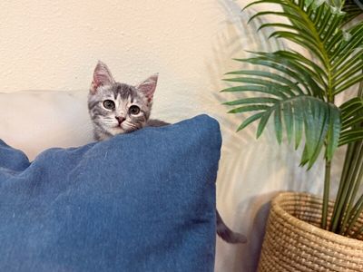 Kip Cozy Heart thumbnail 6