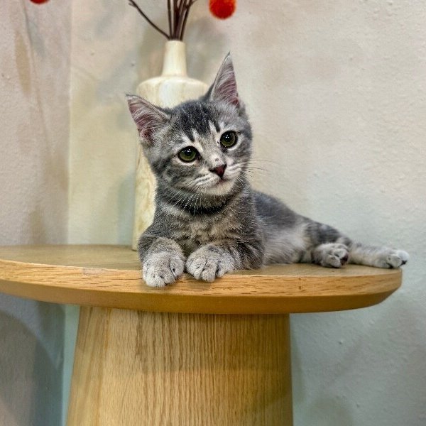 Kip Cozy Heart, a Domestic Medium Hair cat available for adoption