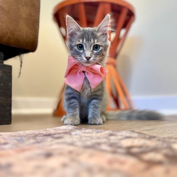 Ariel Mermaid Tail, a Domestic Short Hair cat available for adoption