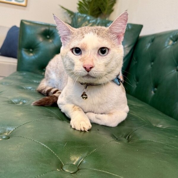 Isaac The Original, a Siamese Cat cat available for adoption