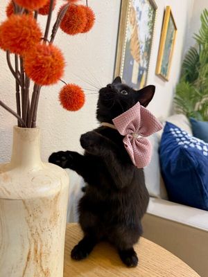 Little Debbie Midnight Magic thumbnail 8