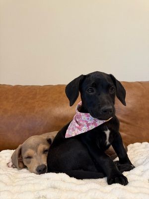 Lilly Loo Cutie Boo thumbnail 4