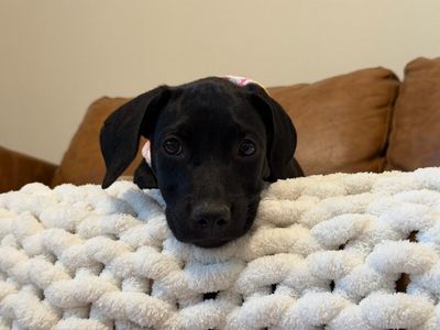 Lilly Loo Cutie Boo thumbnail 5
