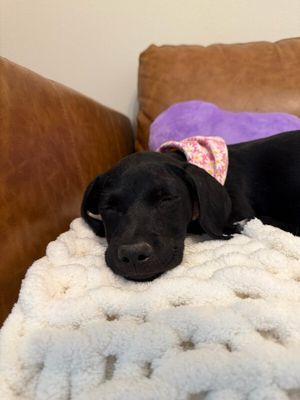 Lilly Loo Cutie Boo thumbnail 6