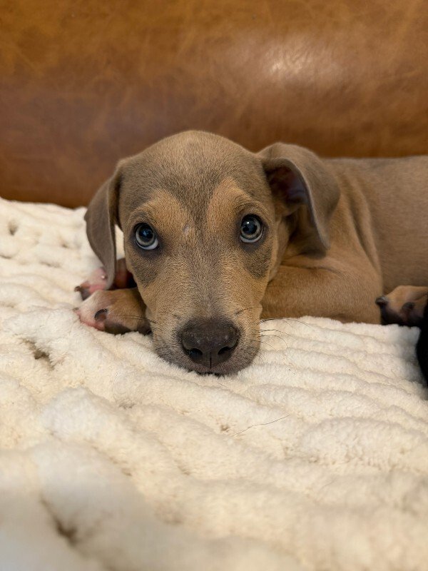Canelo Bear Cuddle Bug - Photo 1