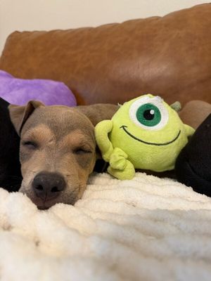 Canelo Bear Cuddle Bug thumbnail 2