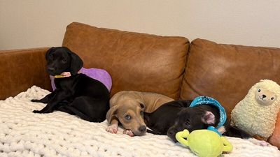 Canelo Bear Cuddle Bug thumbnail 4