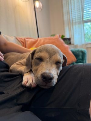 Canelo Bear Cuddle Bug thumbnail 6