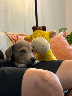 Canelo Bear Cuddle Bug thumbnail 7