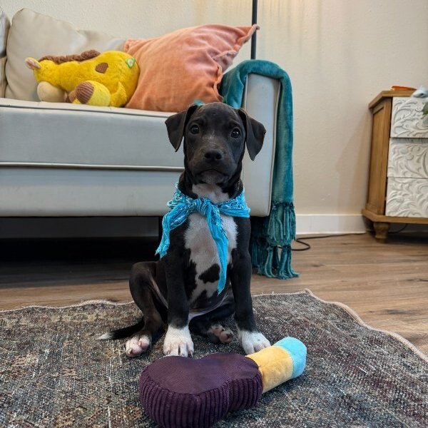 Sox Knox Silly Lover Boy, a Pit Bull Terrier dog