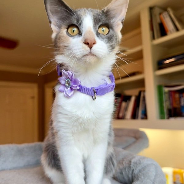 Sydney Belle, a Dilute Calico cat available for adoption