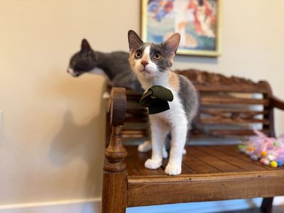 Sydney Belle thumbnail 5