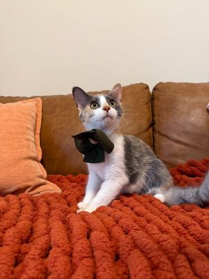 Sydney Belle thumbnail 6
