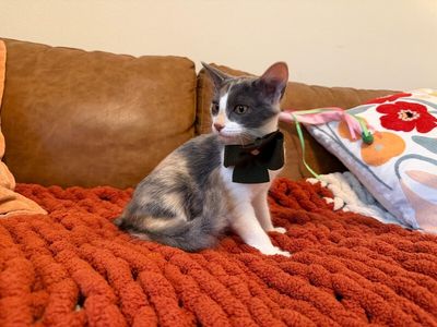 Sydney Belle thumbnail 9